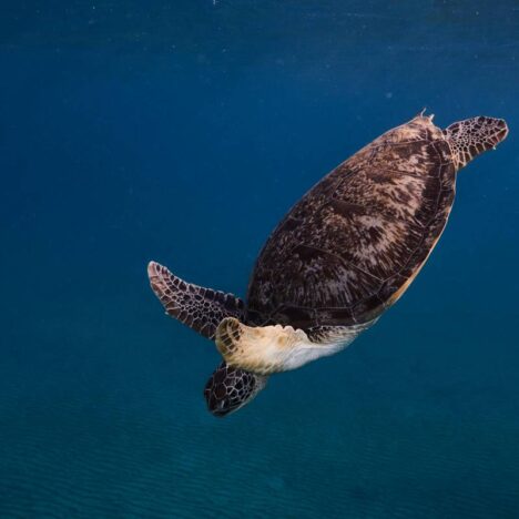 Beduini – tradycje, muzyka i życie na pustyni
